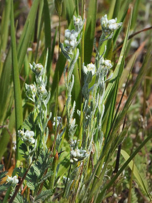 Slender Cottonweed, Micropus californicus