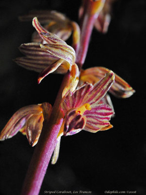 Striped Coralroot, Corallorhiza striata