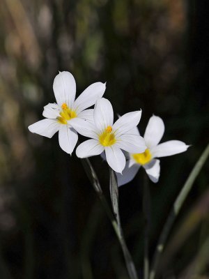 Blue-eyed Grass, white var