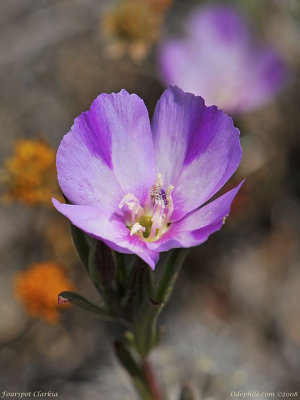 Four-spot Clarkia, Clarkia purpurea