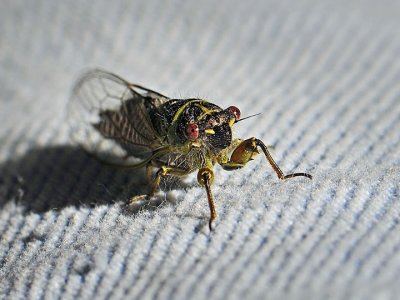Cicadidae: Periodical Cicadas