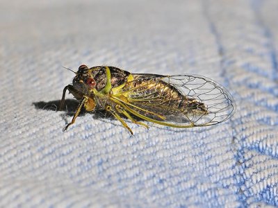 Periodical Cicada 815