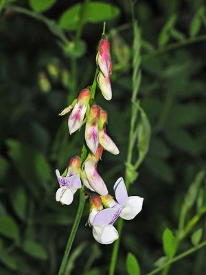 Pacific Pea, Lathyrus vestitus