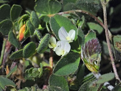 Subterranean Clover, Trifolium subterraneum