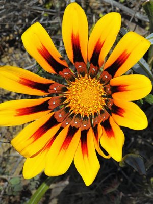 Wild Gazania, Santa Cruz Mountains