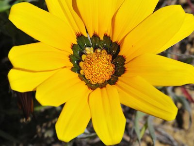 Wild Gazania, Santa Cruz Mountains