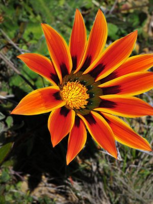 Wild Gazania, Santa Cruz Mountains