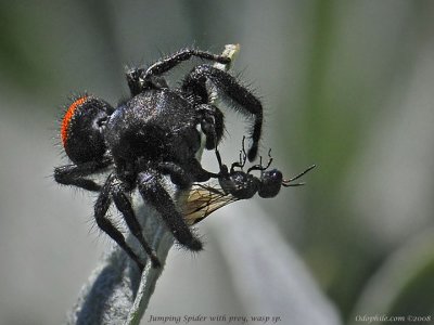 Red Jumping Spider w/prey (wasp)