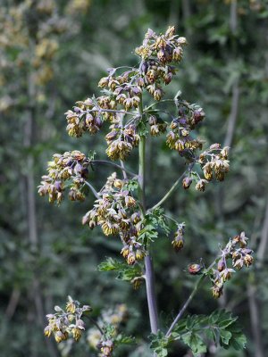 Meadow-Rue, Thalictrum fendleri, male plant