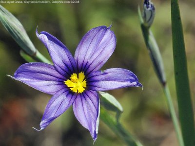 Blue-eyed Grass, Sisyrinchium bellum