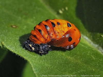 Seven-spotted Lady Beetle pupa