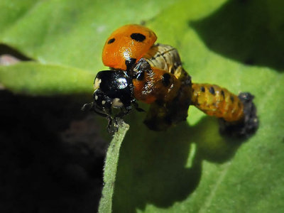 Seven-spotted Lady Beetle, adult emerging