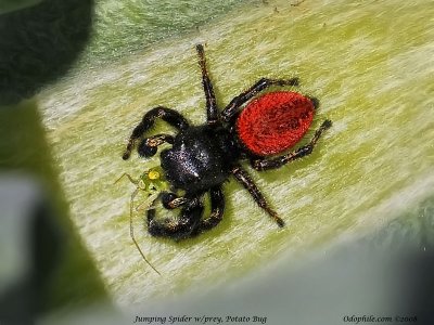 Red Jumping Spider w/prey