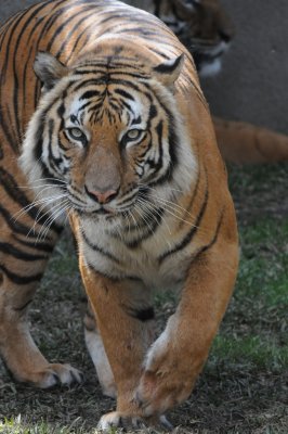  Tigers of Houston Zoo
