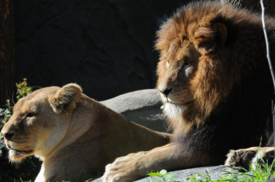  Lions of the Houston Zoo