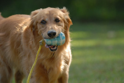 Dogs Rule at the Park.jpg