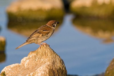 Mazurek (Passer montanus)