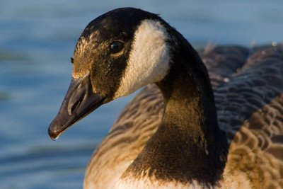 Bernikla kanadyjska (Branta canadensis)