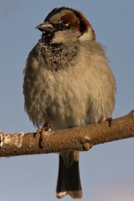 Wrbel (<i>Passer domesticus</i>)