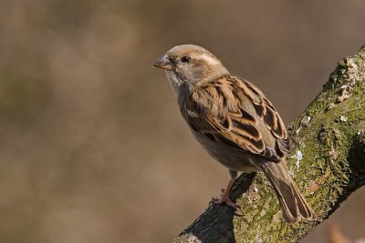 Wrbel (Passer domesticus)