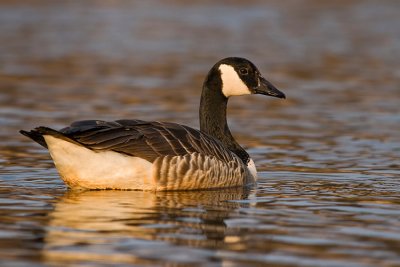 Bernikla kanadyjska (Branta canadensis)