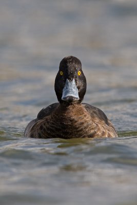 Czernica (Aythya fuligula)