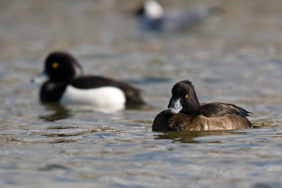 Czernica (Aythya fuligula)