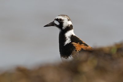Kamusznik (Arenaria interpres)