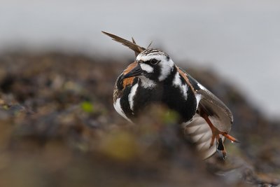 Kamusznik (Arenaria interpres)