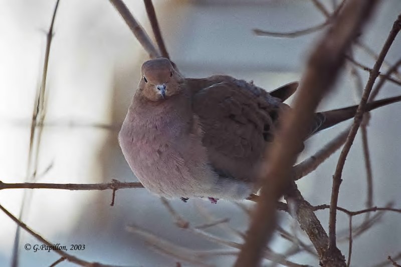 Mourning Dove / Tourterelle Triste