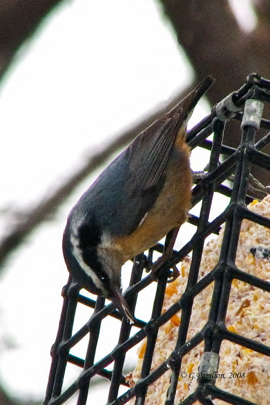 Red-Breasted Nuthatch / Sittelle  Poitrine Rousse