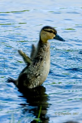 American Black Duck / Canard Noir