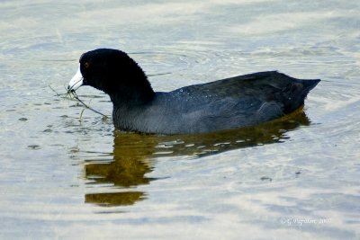 American Coot / Foulque d'Amérique
