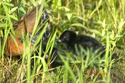 Virginia Rail / Rle de Virginie