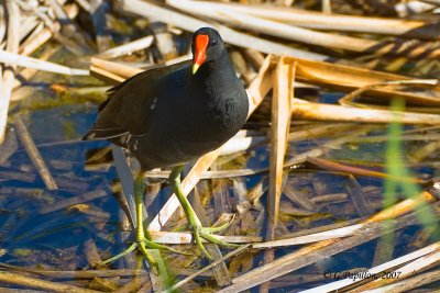 Common Moorhen / Gallinule Poule d'Eau