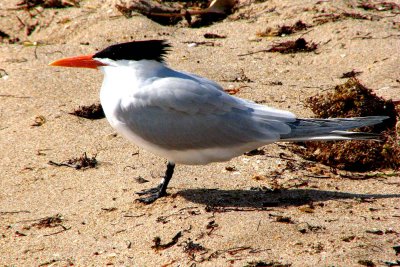 Royal Tern / Sterne Royale