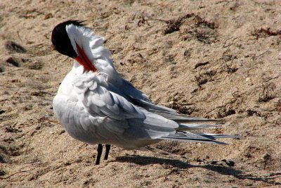 Royal Tern / Sterne Royale