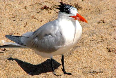 Royal Tern / Sterne Royale
