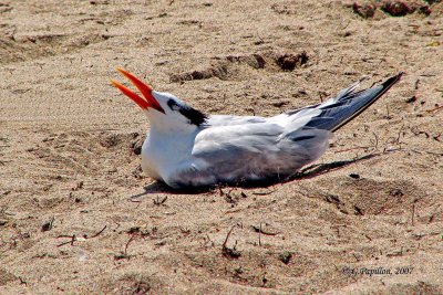 Royal Tern / Sterne Royale