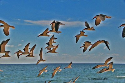 Black Skimmer / Bec-en-Ciseaux Noir