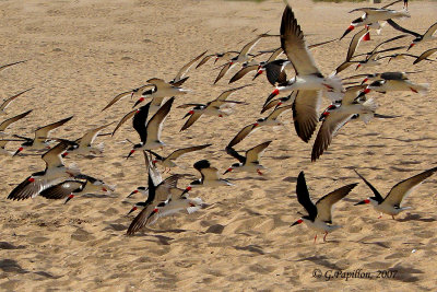 Black Skimmer / Bec-en-Ciseaux Noir