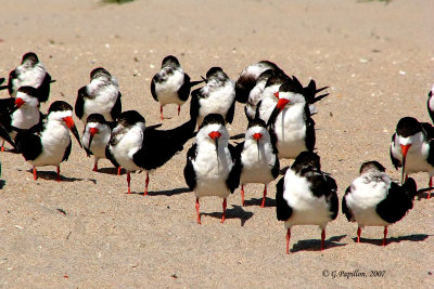 Black Skimmer / Bec-en-Ciseaux Noir
