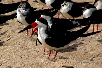 Black Skimmer / Bec-en-Ciseaux Noir