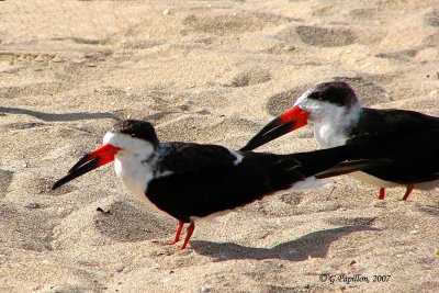 Black Skimmer / Bec-en-Ciseaux Noir