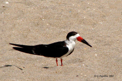 Black Skimmer / Bec-en-Ciseaux Noir