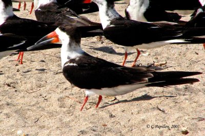 Black Skimmer / Bec-en-Ciseaux Noir