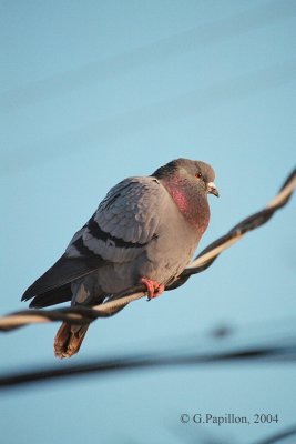 Rock Dove / Pigeon Biset