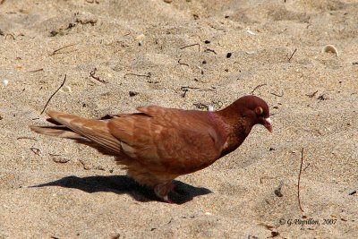 Rock Dove / Pigeon Biset