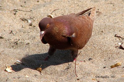 Rock Dove / Pigeon Biset