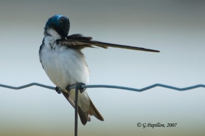Swallows / Hirondelles